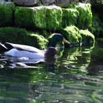 ombla rijeka dubrovacka18