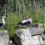 ombla rijeka dubrovacka19