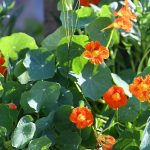 Grad je pun cvijeća, šaren i lijep. Donosimo vam fotogaleriju 1 proljece cvijece005