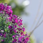 Grad je pun cvijeća, šaren i lijep. Donosimo vam fotogaleriju 2 proljece cvijece008