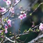 Grad je pun cvijeća, šaren i lijep. Donosimo vam fotogaleriju 3 proljece cvijece013