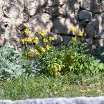 Grad je pun cvijeća, šaren i lijep. Donosimo vam fotogaleriju 5 proljece cvijece025