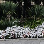 Grad je pun cvijeća, šaren i lijep. Donosimo vam fotogaleriju 7 proljece cvijece029