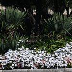 Grad je pun cvijeća, šaren i lijep. Donosimo vam fotogaleriju 8 proljece cvijece031