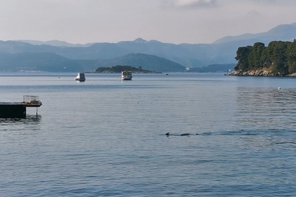 sabljarka cavtat