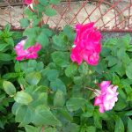 022djardin mia 1