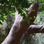 Lokrum prvi brod 11