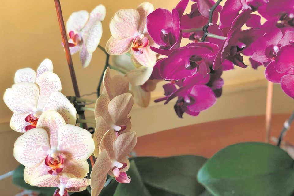 #DuListovđardin IDEALNO MUŠKO CVIJEĆE Macanove orhideje