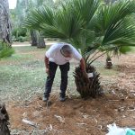 lokrum prvi brod korona 1