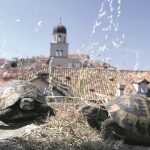 franjevacki samostan grubisic039