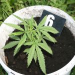 marihuana trava 1