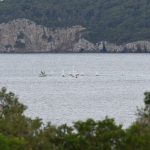 regata optimisti04