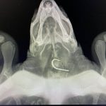 glavata zelva maro akvarij pula 1