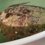 glavata zelva maro akvarij pula 2