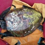 glavata zelva maro akvarij pula 3