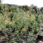 marihuana konavle 3
