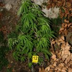marihuana trava policija 1