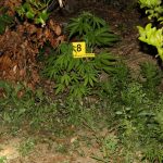 marihuana trava policija