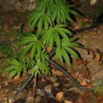 marihuana trava policija 2