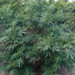 marihuana 1