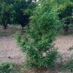 marihuana 3