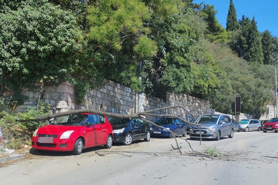 U Gružu stablo palo na automobil