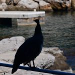 LOKRUM02