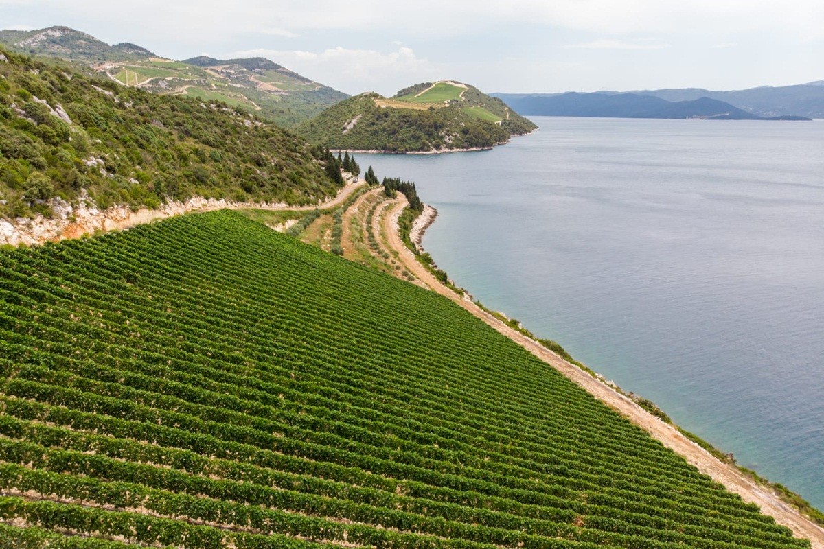 vinarija deak 2
