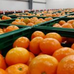 mandarine donacija vukovar 5