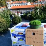 bor jelka drvce133