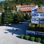 bor jelka drvce137