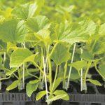 sadnice agrovrt rasadnik promo 2