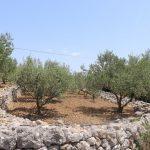 003 20210628agroturizam gledam svoje konavle