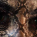 ivana brailo drnas rattlesnake 5