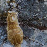 izlozba konavoski lisajevi