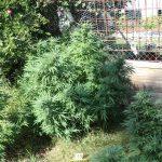 nasad indijska konoplja marihuana1