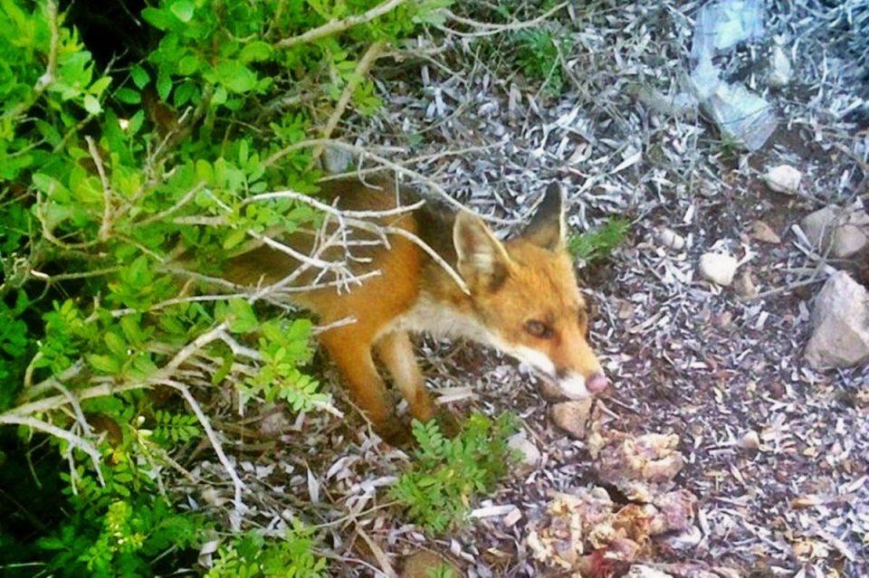 Kreće akcija zaštite lisica od bjesnoće, evo što učiniti ako nađete mamac