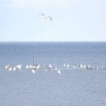 regata optimisti jedrenje002