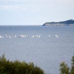 regata optimisti jedrenje009