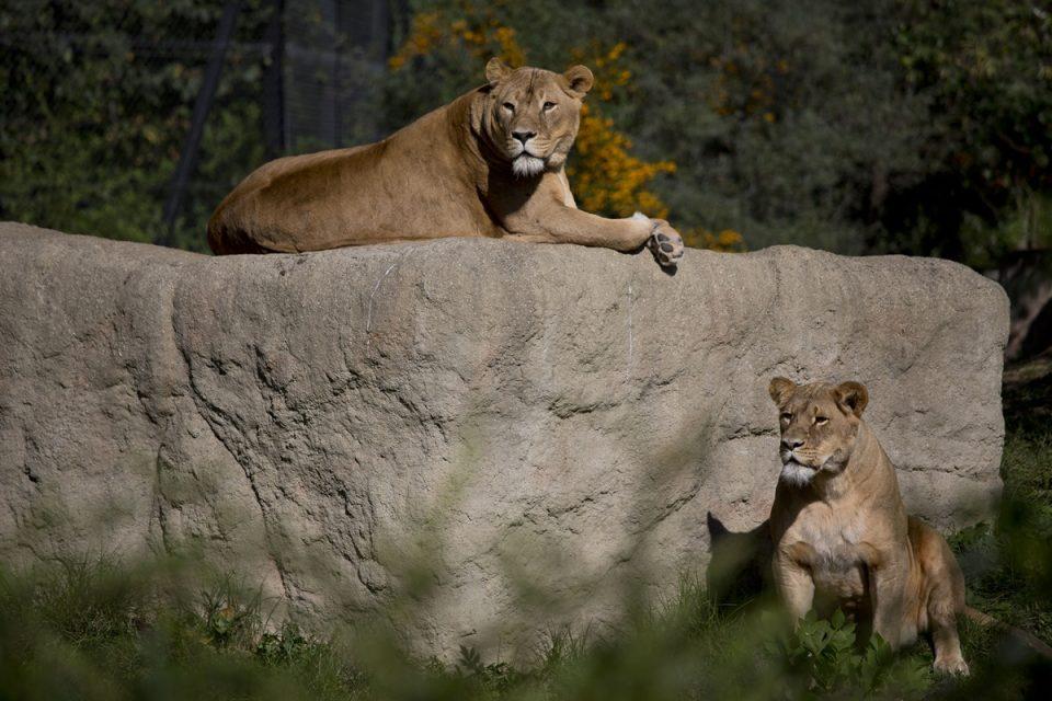 lav zoo zagreb