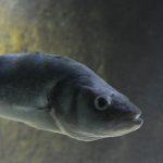 Otvaranje Akvarija Monografija 12