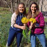 caritas buket ljubavi lulice akcija 6