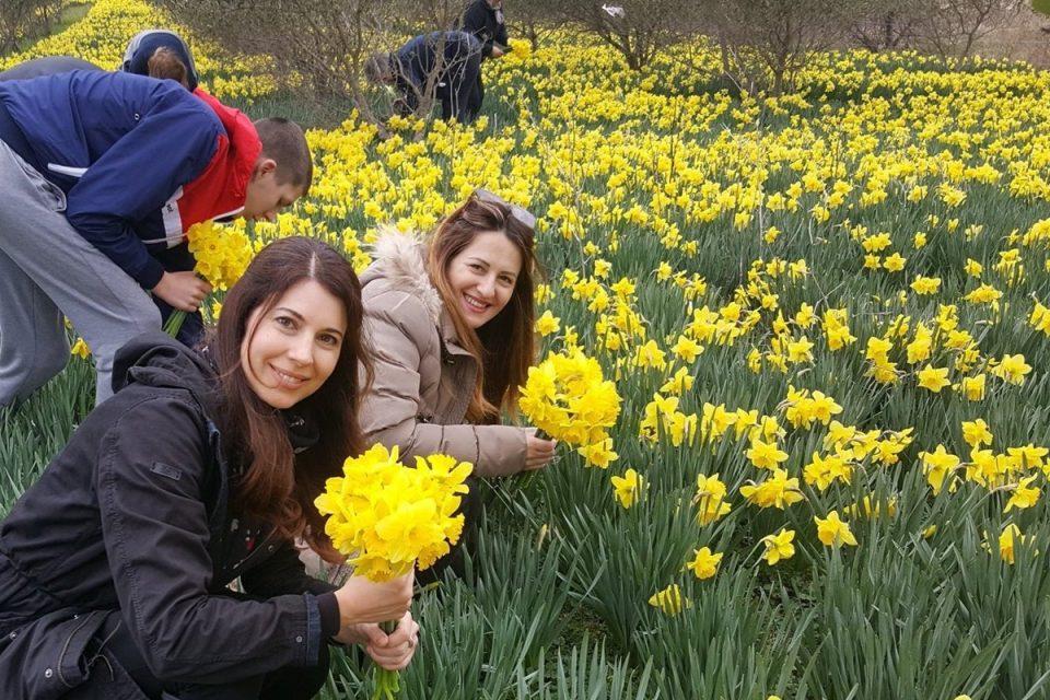CARITASOV 'BUKET LJUBAVI' Kupite lulice i pomozite izbjeglicama iz Ukrajine