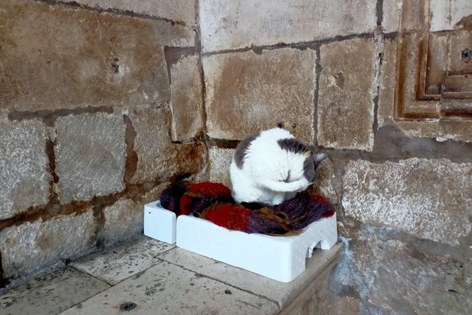 Anastazija je postala najpoznatija mačka u Hrvatskoj, reagirali i iz udruge Prijatelji životinja