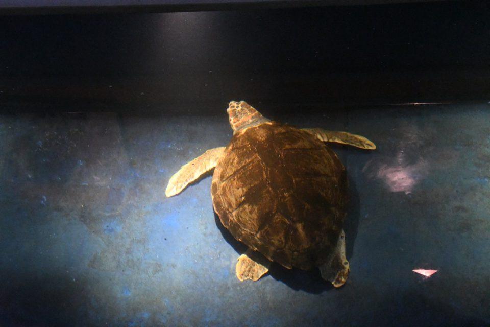 DONOSIMO ODGOVOR NA UPITE ČITATELJA Otvorio se Akvarij, gdje je kornjača?