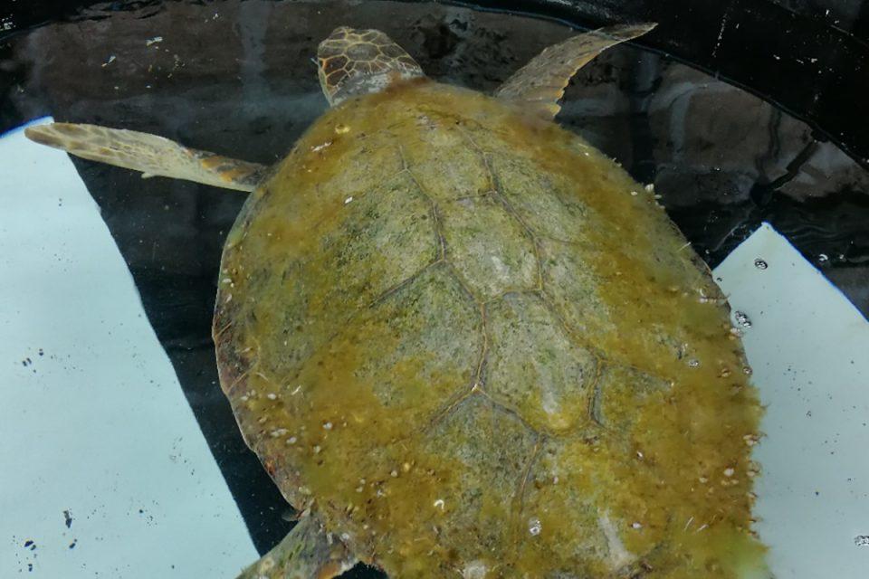 [FOTO] NIJE U DOBROM STANJU Glavata želva stigla u Akvarij na rehabilitaciju
