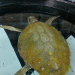 glavata zelva akvarij rehabilitacija 2