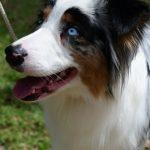 izlozba pasa CACIB 14