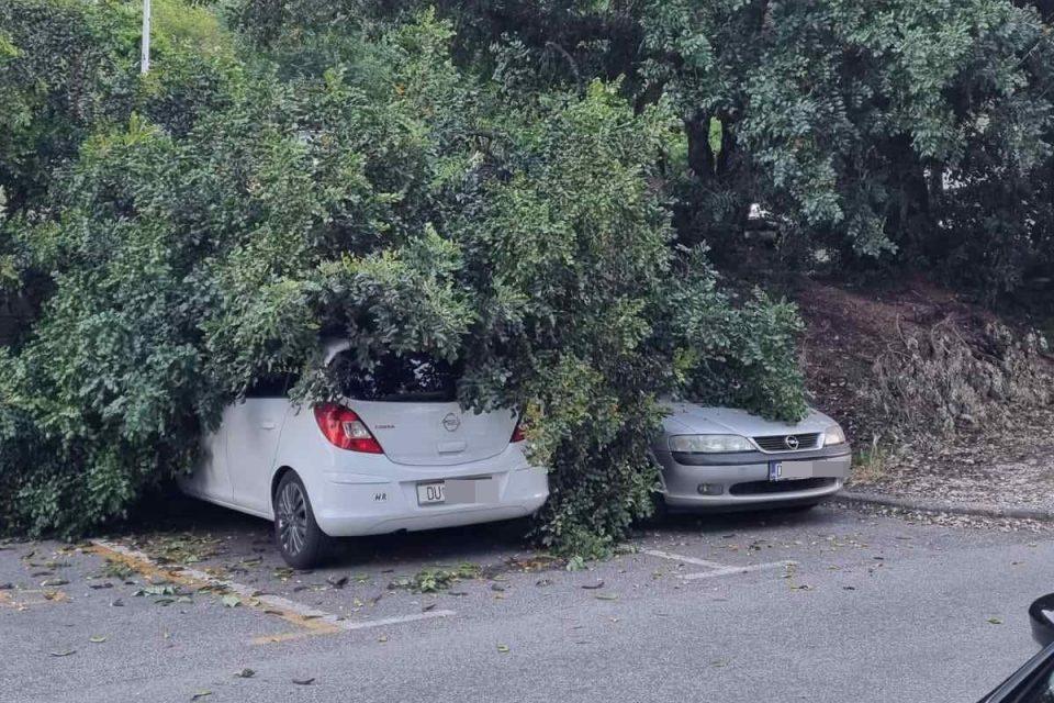[FOTO] Rogač pao na dva parkirana automobila u Mokošici