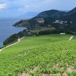 terra madre vino web 5